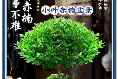 小叶赤楠的风水如何(小叶赤楠在室内怎么养)