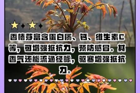 香椿木有什么风水作用(香椿木的风水作用)