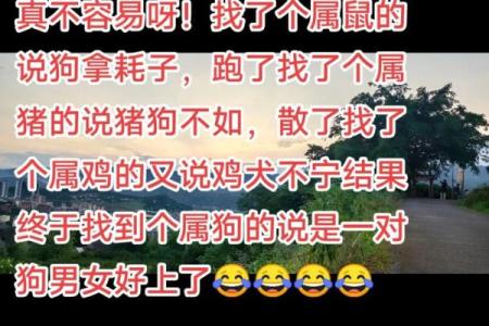 狗鼠婚配的婚姻如何(男狗女鼠婚姻最终结局)