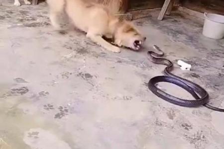 蛇和狗相配婚姻如何(蛇和狗相配婚姻如何 在一起好吗)