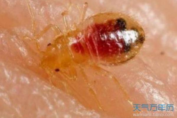 梦见别人身上有虫子