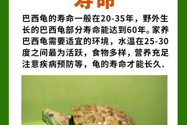 家中养龟有什么风水讲究(家中养龟有什么讲究吗)