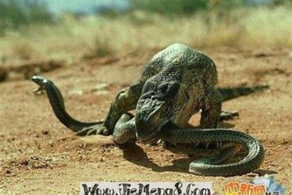 男人梦见蛇什么征兆
