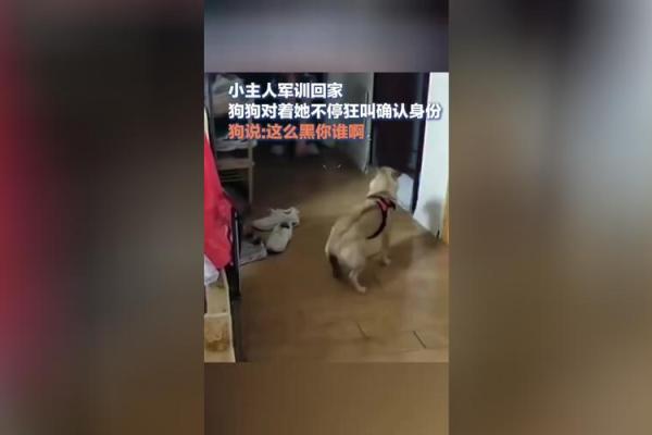 梦到被黑狗追是什么意思