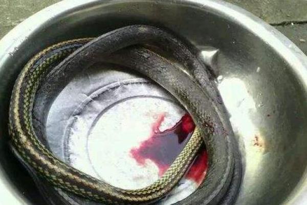 梦见打死了蛇