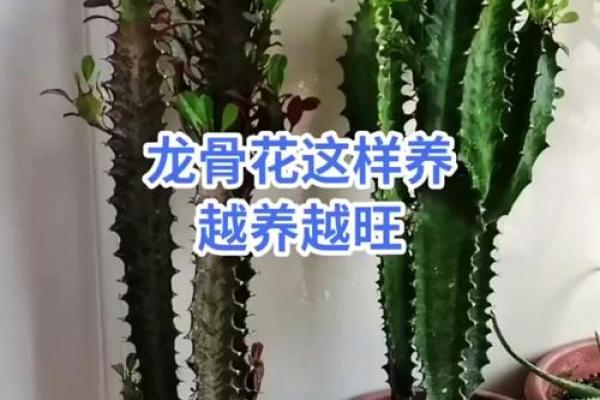 养龙骨花有什么风水讲究(养龙骨花有什么风水讲究呢)