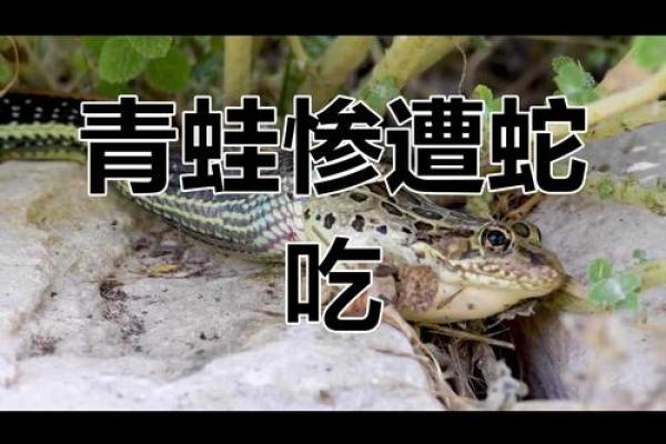 梦见青蛙吃蛇