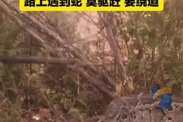 梦到蛇挡路