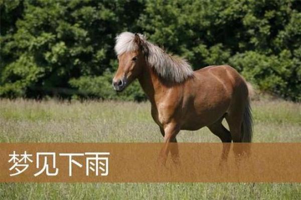 女人梦见外面下雨什么预兆