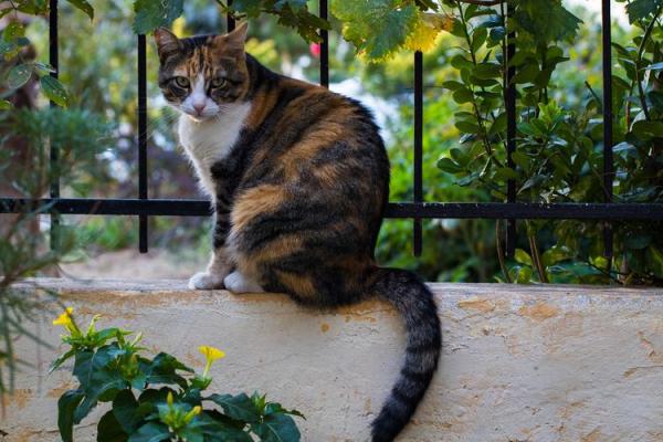 梦到猫吃蛇