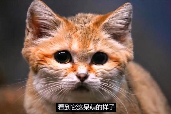 梦到猫吃蛇