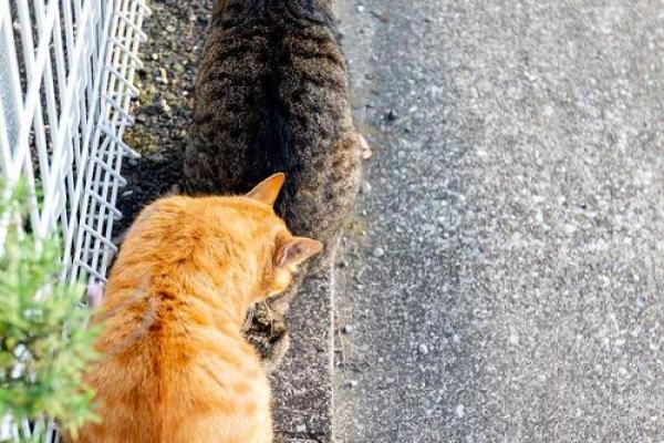 梦见猫追我是什么意思