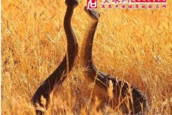 梦见满屋都是蛇是什么意思