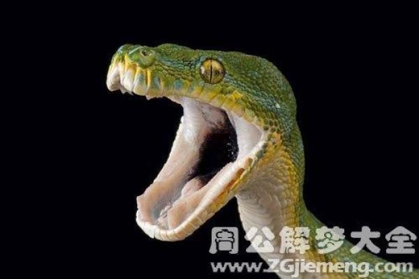 已婚女人梦见猫吃蛇什么预兆