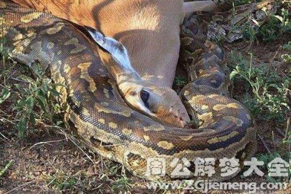 梦到跟蛇打架是什么征兆 女性