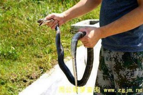 梦见蛇缠身是什么预兆女性解梦