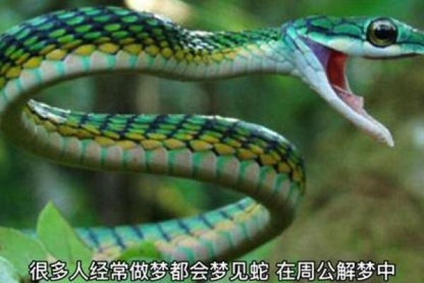 梦见各种各样的蛇是什么预兆