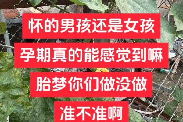 梦到蛇怀孕
