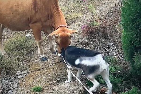梦见狗和蛇互相撕咬