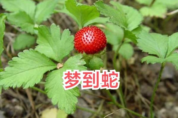 梦到蛇在家里