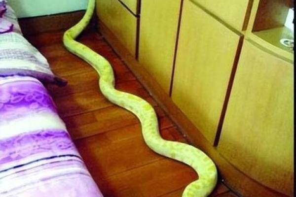 孕妇梦到很多小蛇
