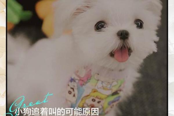 梦见狗追人是什么预兆