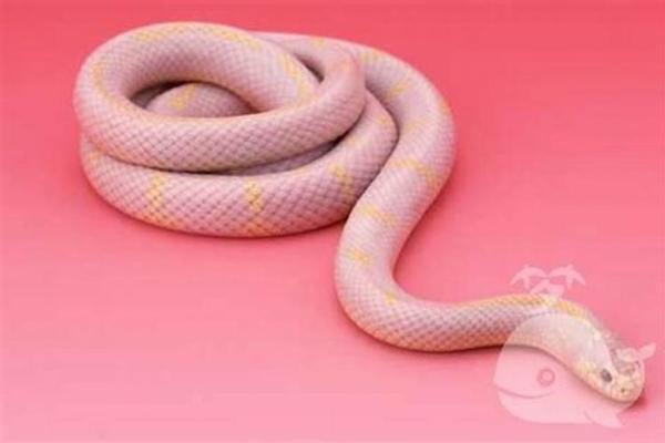 单身未婚女梦到蛇代表什么