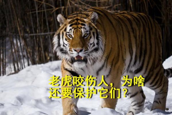 梦见老虎追着咬我是什么意思