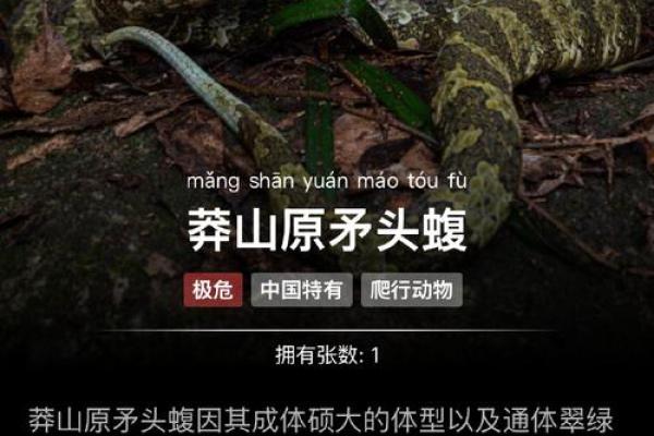 梦见孩子玩蛇,我害怕