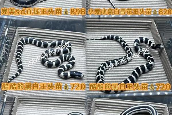 梦见黑白蛇