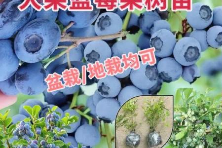 蓝莓种家里风水好不好(家中种蓝莓盆景影响风水吗)