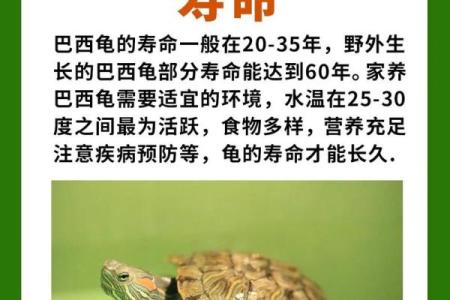 家中养龟有什么风水讲究(家中养龟有什么讲究吗)