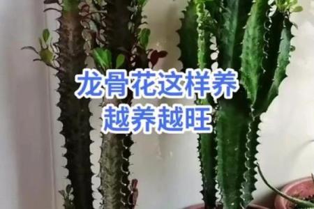 养龙骨花有什么风水讲究(养龙骨花有什么风水讲究呢)
