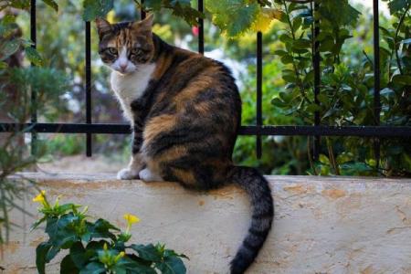 梦到猫吃蛇