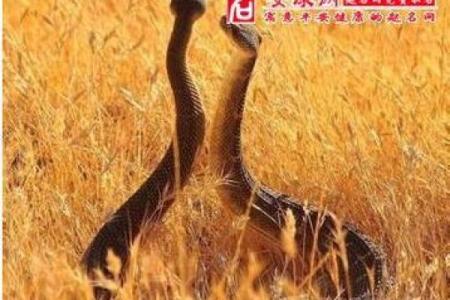 梦见吃蛇是什么预兆