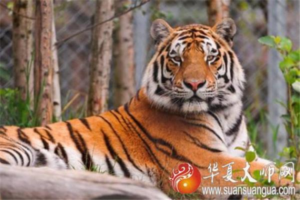 梦见有老虎追自己是什么意思