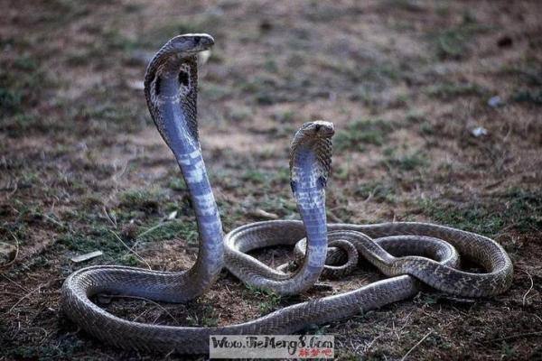 梦见被大蛇追着咬是什么预兆