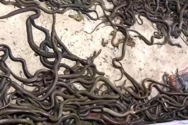 梦见一条大蛇在水里游