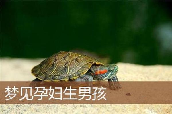 梦到我生了个儿子