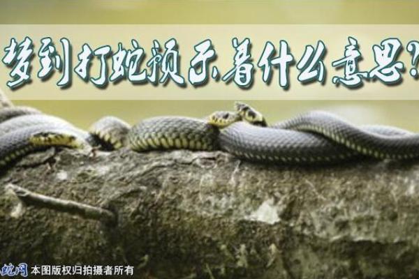 梦见杀蛇见血什么预兆