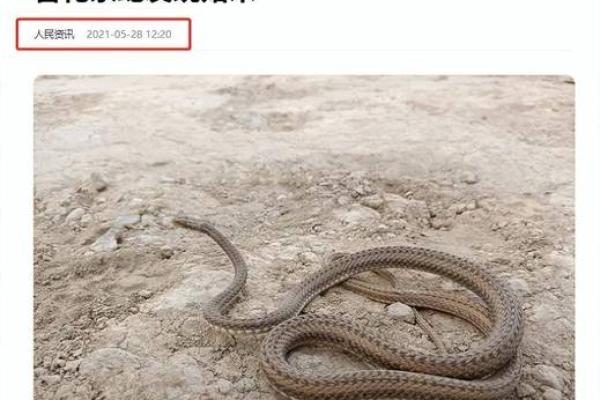 梦到被毒蛇追着跑预示着什么