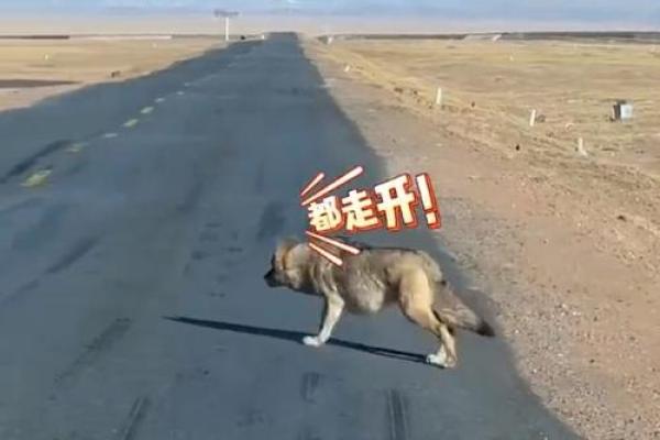 梦见好多狼追我是什么预兆