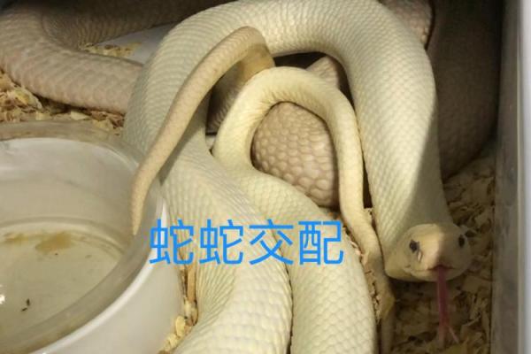 梦见两条蛇在交配