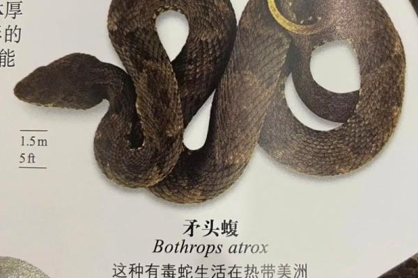 做梦老是梦见蛇是什么征兆