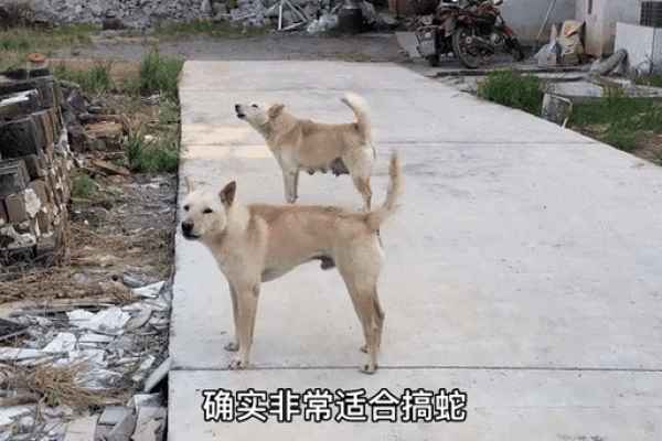 梦见狗和蛇