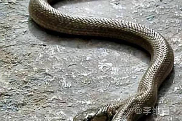 梦见家里有两条蛇