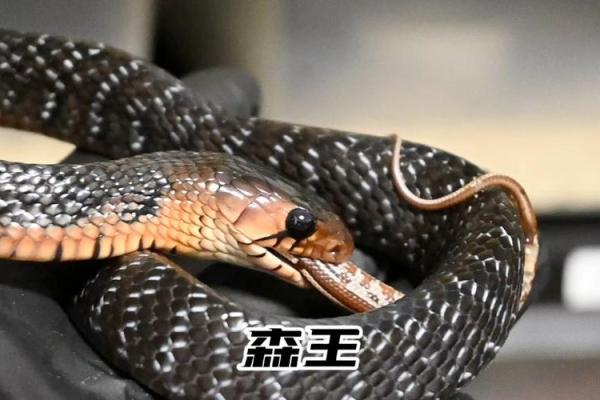 梦见两条大黑蛇