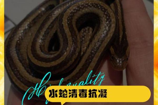 孕妇梦见水里有蛇