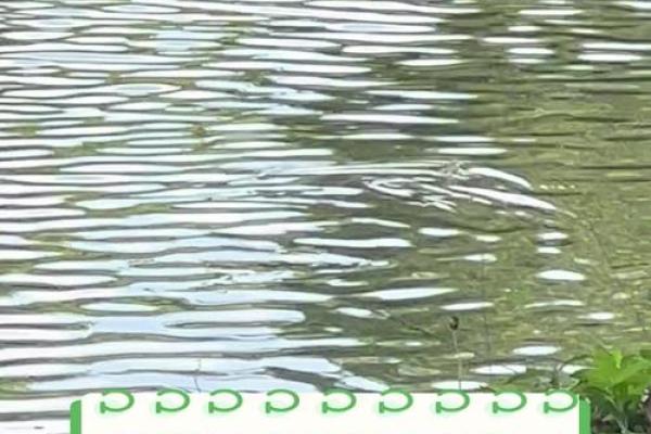 孕妇梦见水里有蛇
