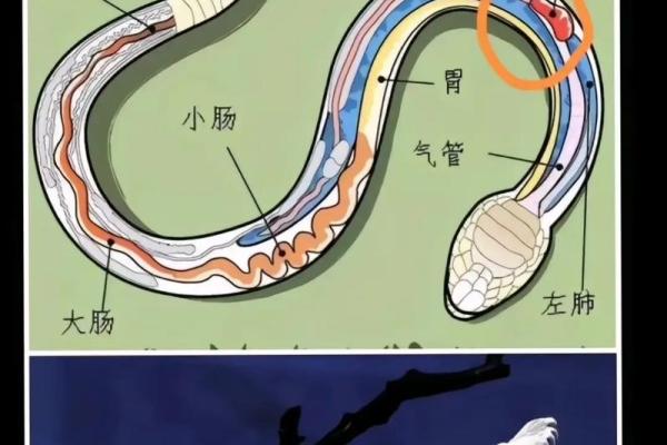梦到自己打蛇是什么意思